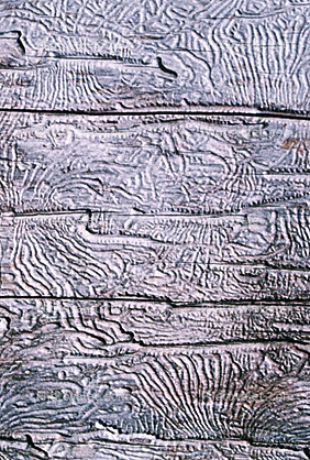 Termite Trails in Wood