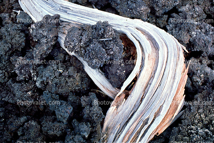 curving wood with lava rock, igneous, tree root