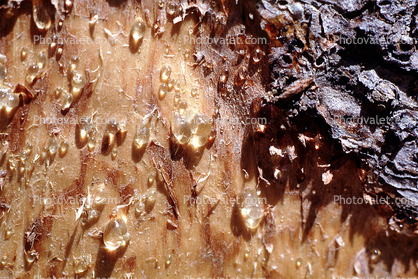 sap, Bristlecone Pine Tree