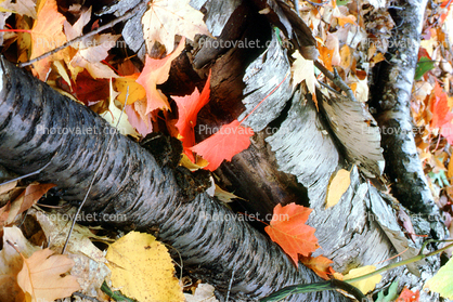 Deciduous Trees, Leaves, autumn, Bark