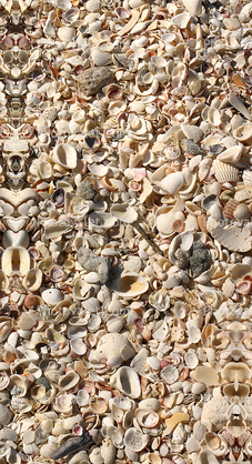 Sea Shells on the Beach, Orient Point Long Island
