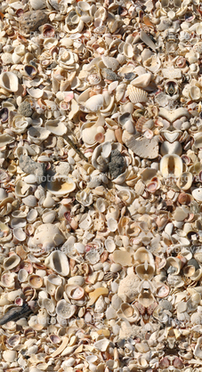 Seashells, beach, florida