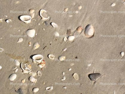 Sand, Sea Shells, Beach, Wet