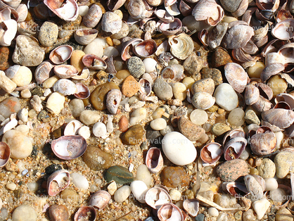 Shells, Beach, Rocks, Pebbles, Orient Point, Long Island, New York
