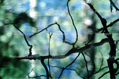 Tree, Reflection, Wet, Liquid, Water