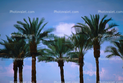 Palm Trees, Palm Springs, California, Water Reflection