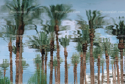 Palm Trees, Palm Springs, California, Water Reflection, Wet, Liquid, Water