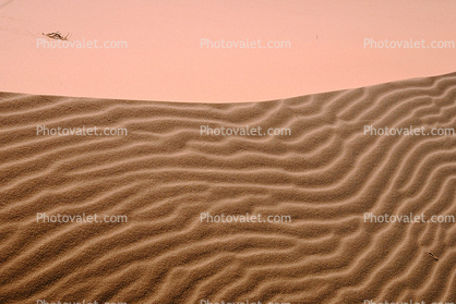 sand Ripples, Coral Pink Sand Dunes State Park, Utah, Wavelets