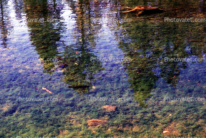 Water Reflection, Trees, Clear, pond