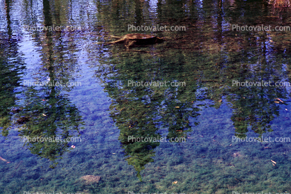 Pond, Lake, Clear, Water Reflection, Trees, water, Wet, Liquid