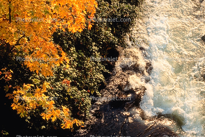 Riverbank, Deciduous Trees, Wet, Liquid, Water, autumn