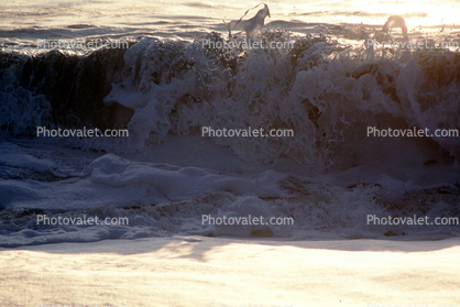 Wave, Sculpture, Splash, Foam