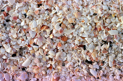 Seashells, Shells