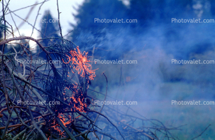 pine tree aflame