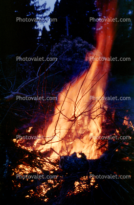 pine tree aflame