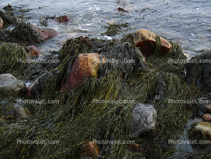 Seaweed on a rock, Seashore