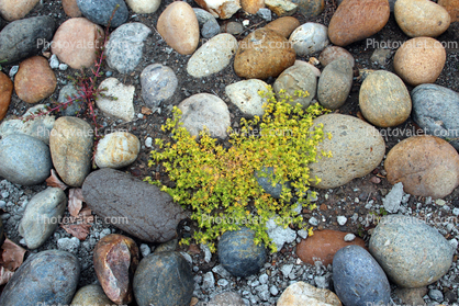 Colored Stones, Moss & Pebbles, Petaluma, California