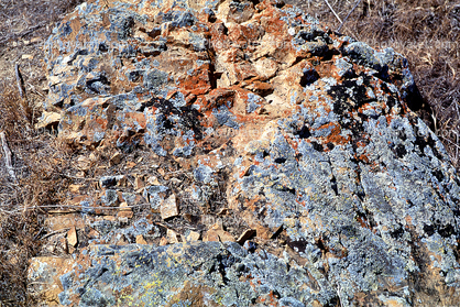 Lichen on a Rock