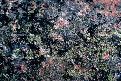 Lichen on a rock