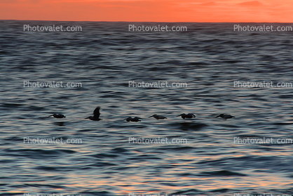 Pelicans flying, Sonoma County, Coast, Coastline