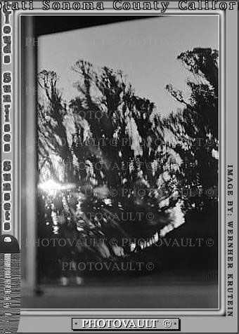 Eucalyptic Trees, Rose Avenue, Cotati, Sonoma County, daytime, daylight