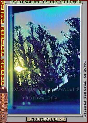 Eucalyptic Trees, Rose Avenue, Cotati, Sonoma County