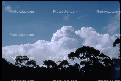 Daytime, trees, cumulus nimbus, Cumulonimbus
