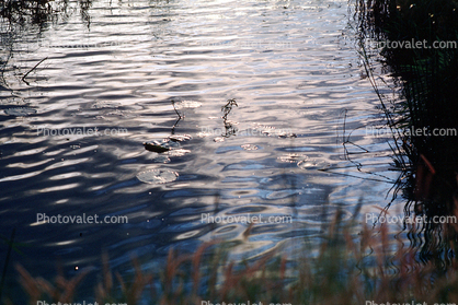 Water Ripples, pond, lake