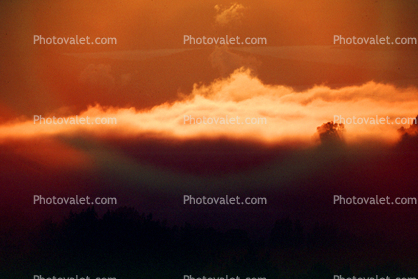 Sunset, Sunrise, Sunclipse, Sunsight, Trees, Fog, Dusk, Dawn, Twilight