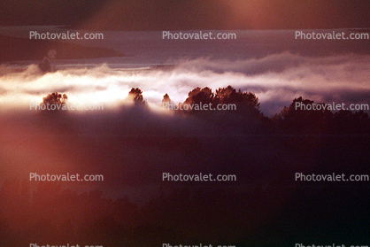 Sunset, Sunrise, Sunclipse, Sunsight, Trees, Fog, Dusk, Dawn, Twilight