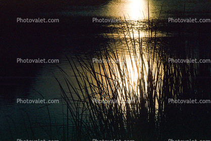 water, lake, reeds