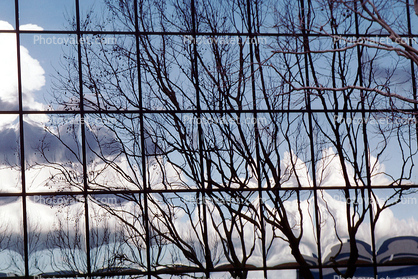 Glass Panes, Reflection, Bare Tree, daytime, daylight