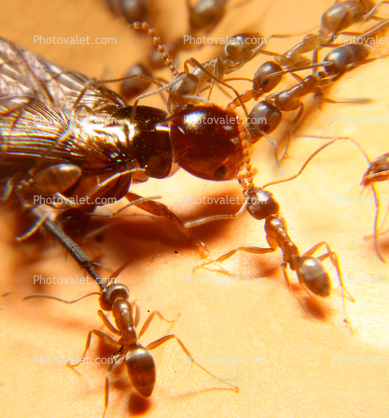 Ants Attack, Dismanteling a Termite