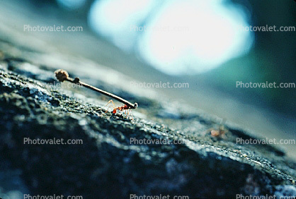 Ant carrying a twig