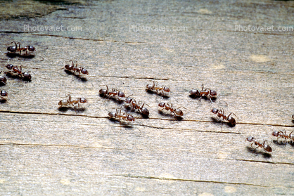 House Ants