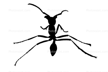 Ant silhouette