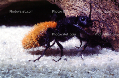 Velvet Ant, Dasymutilla spp., Vespoidea, Mutillidae
