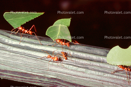 Leaf-cutter Ant, (Atta cephalotes), Formicidae