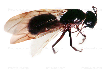 Winged Carpenter Ant, (Camponotus vicinus)
