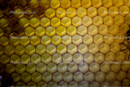 Honey Bees, Honeycomb