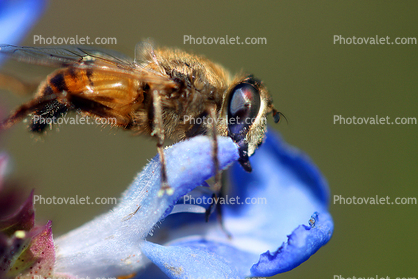 Honey Bee on a flower