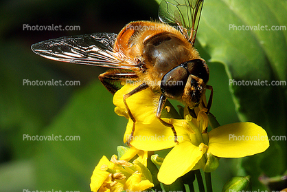 Honey Bee on a flower