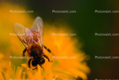 Honey Bee on a Flower, wings