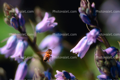 Honey Bee flying, flight, airborne