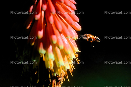 Honey Bee, flying, flight, airborne, Flower, succulent