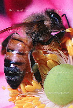 Honey Bee, Pink Anemone Flower
