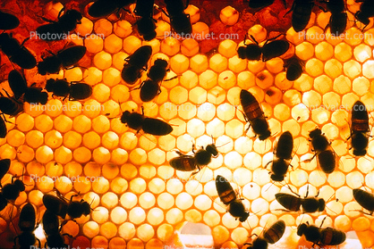 Honey Bee, Hexagons, Hive, Honeycomb