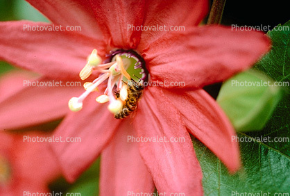 Honeybee, Crimson Passion Flower, Passiflora vitifolia