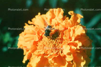 Honey Bee, Marigold