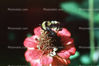 Bumblebee on a Flower